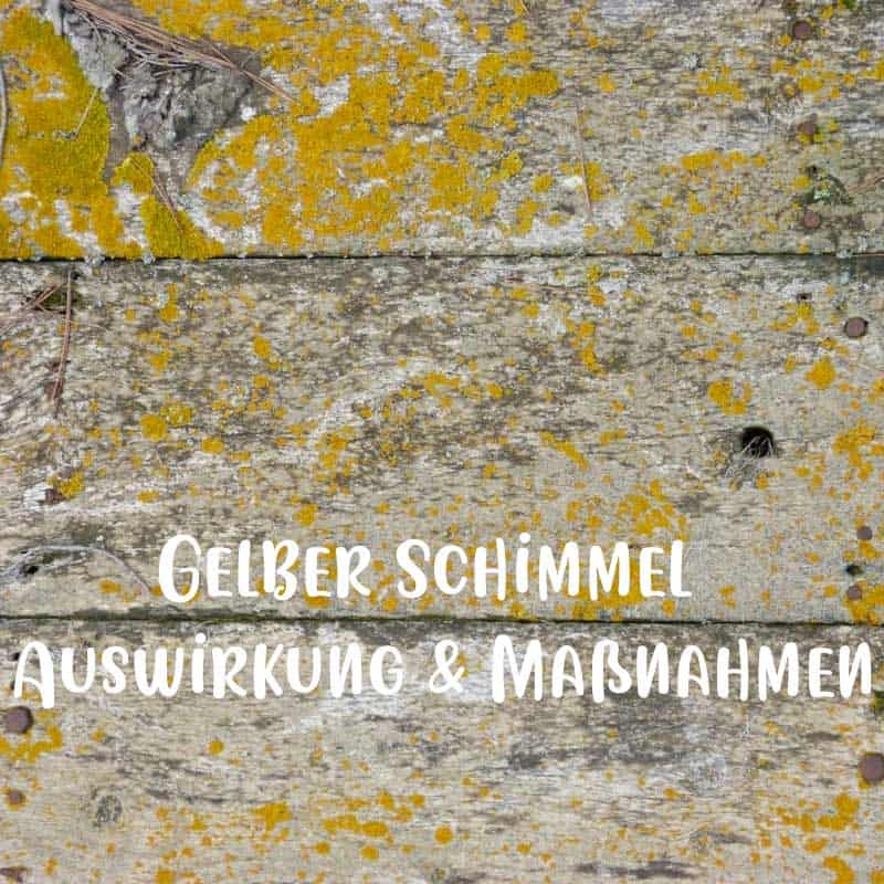 Gelber Schimmel Auswirkung & Maßnahmen