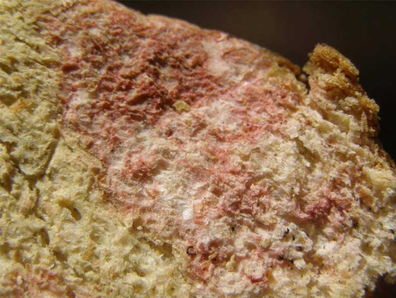 Roter Schimmel auf Brot