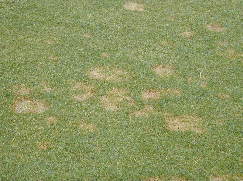 Schimmel Fusarium