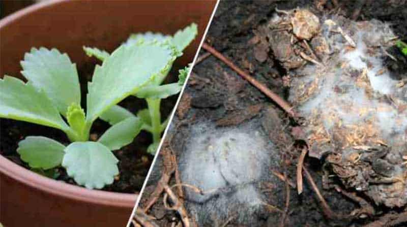 Wie entfernt man Schimmel auf Blumenerde