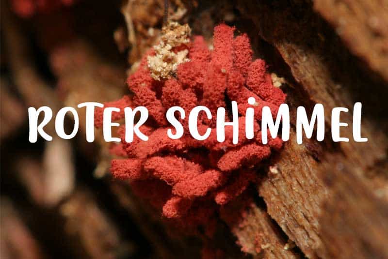 roter schimmel