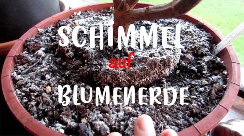 schimmel auf blumenerde