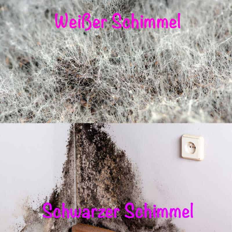 weißer Schimmel und Schwarzschimmel