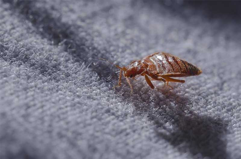 Überwachen Sie die betroffenen Bereiche bettwanzen bekämpfen