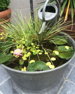 Kleiner Gartenteich Ideen Zinkwanne: Mini-Wassergarten mit Seerose